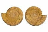 Cut & Polished Jurassic Ammonite (Perisphinctes) Fossil #344943-1
